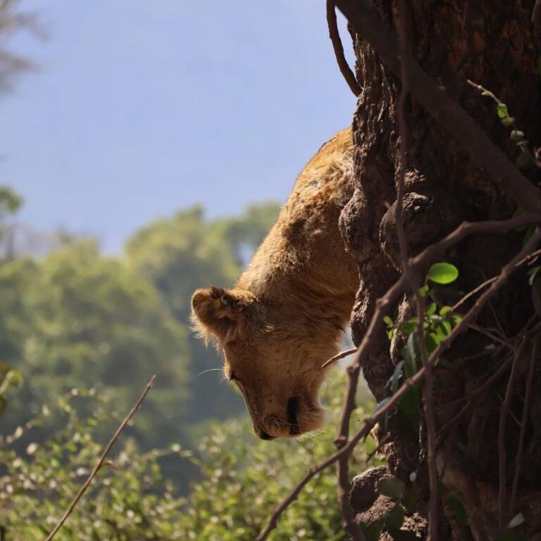 Travel Partner Safaris