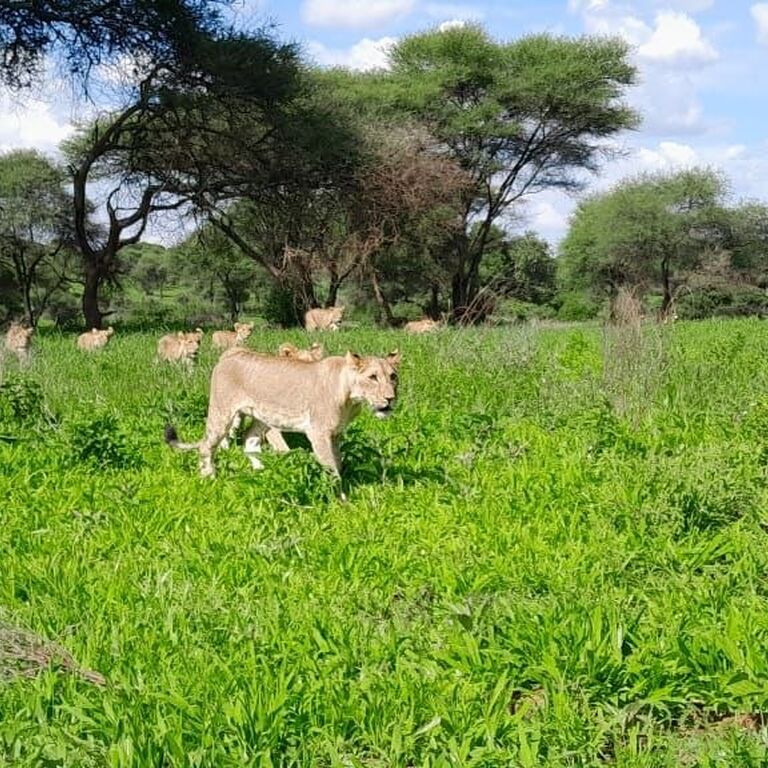 Travel Partner Safaris