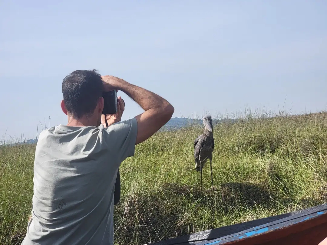 Mabamba shoebill  Excursions And Bird Watching