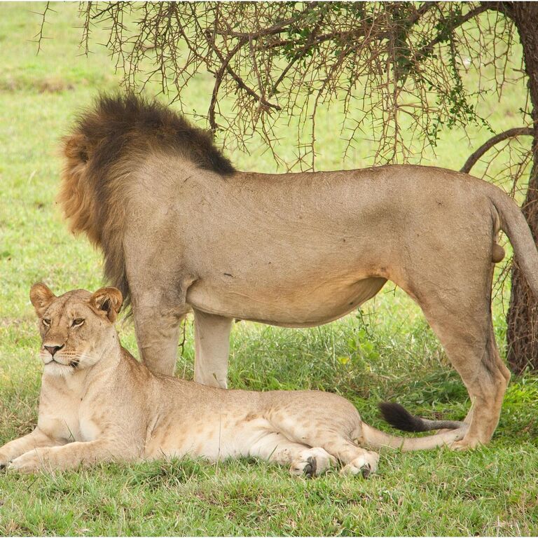 Kilimigration Tanzania Tours