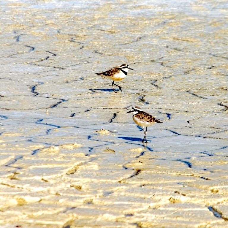 Lova Guide Toliara