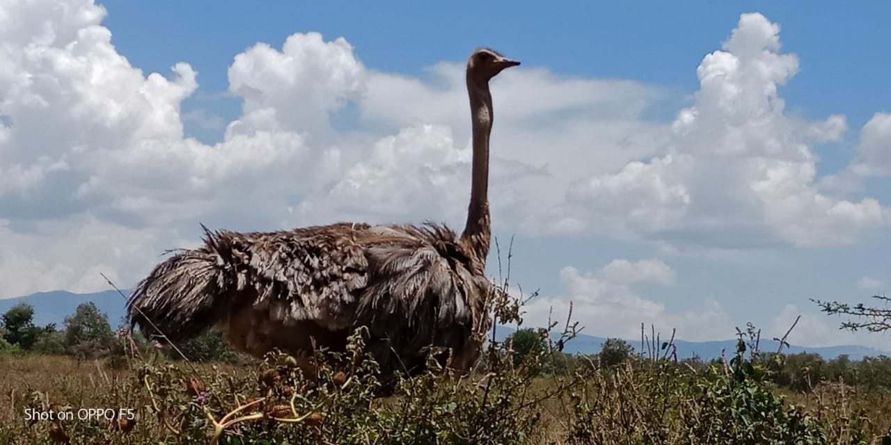 HIDAYA AFRICA TOURS AND TRAVEL