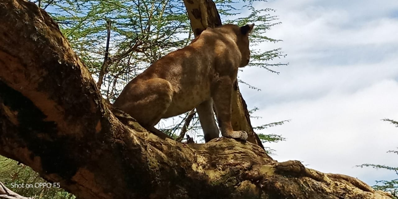 HIDAYA AFRICA TOURS AND TRAVEL