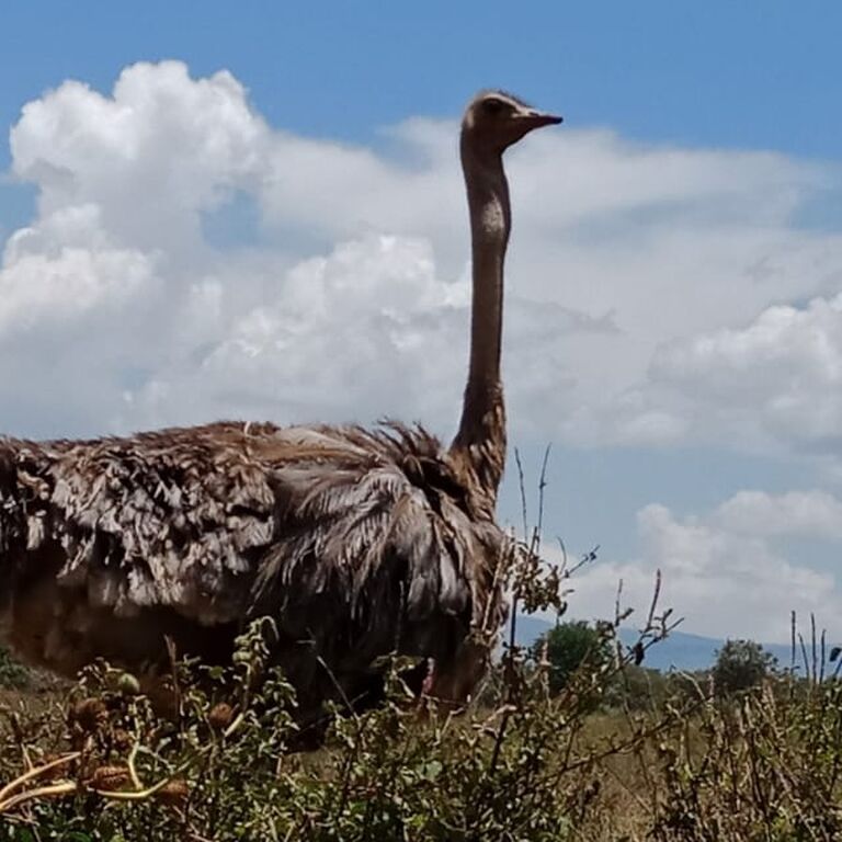 HIDAYA AFRICA TOURS AND TRAVEL