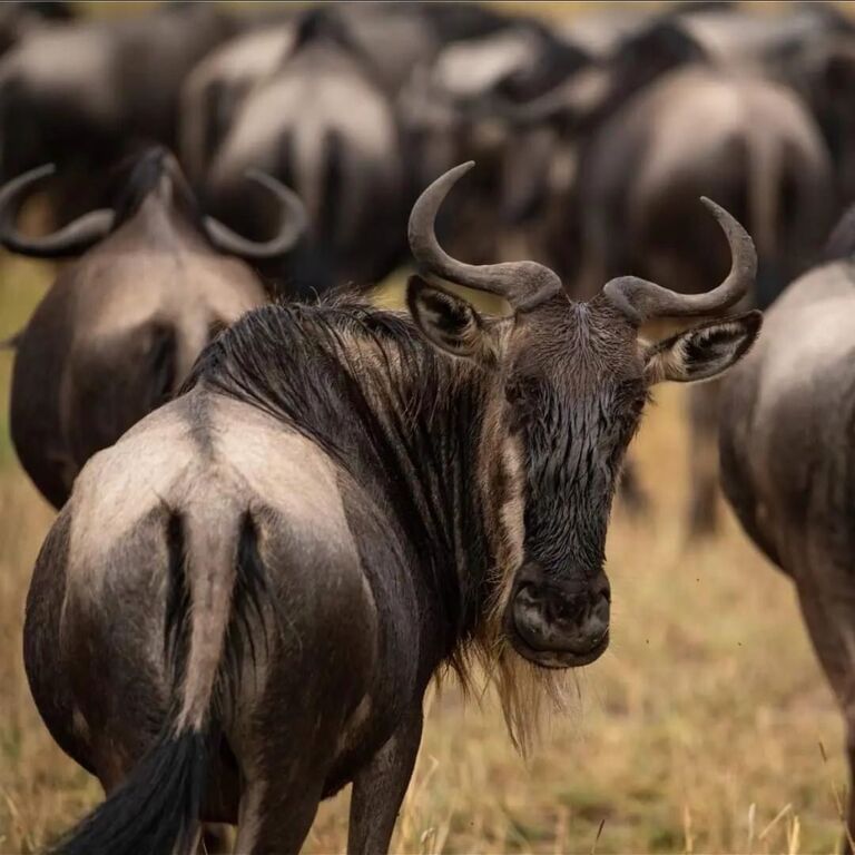 Johventure tours africa