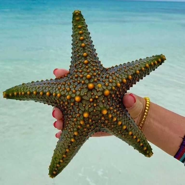 Seacode zanzibar tours&safaris