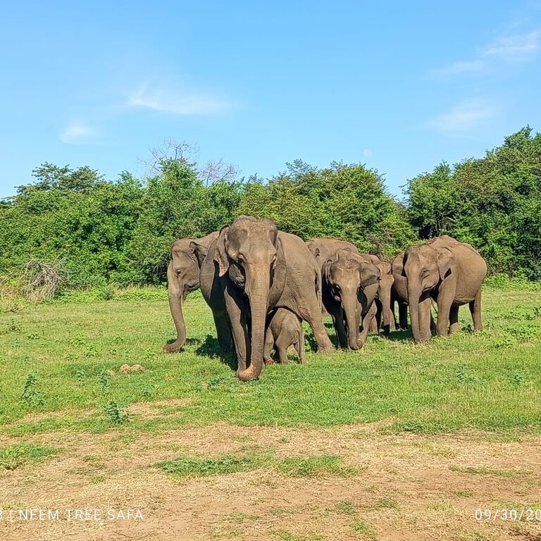 Edirisinghe  travel & Tours