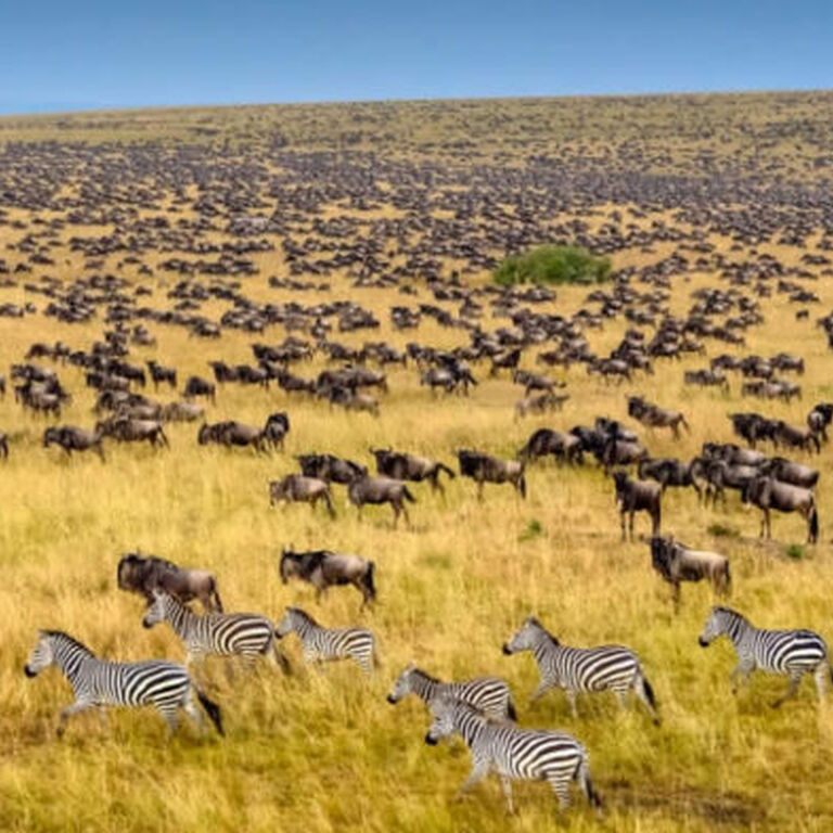 KITANO TOURS AND SAFARIS