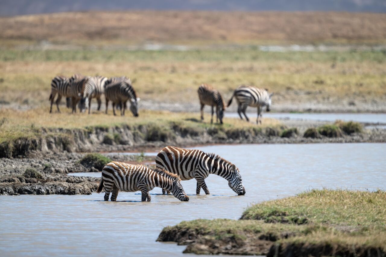 Nature Africa Safaris