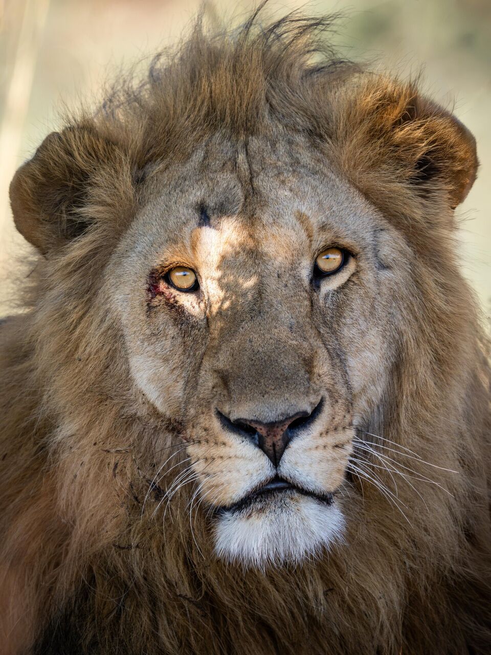 Nature Africa Safaris