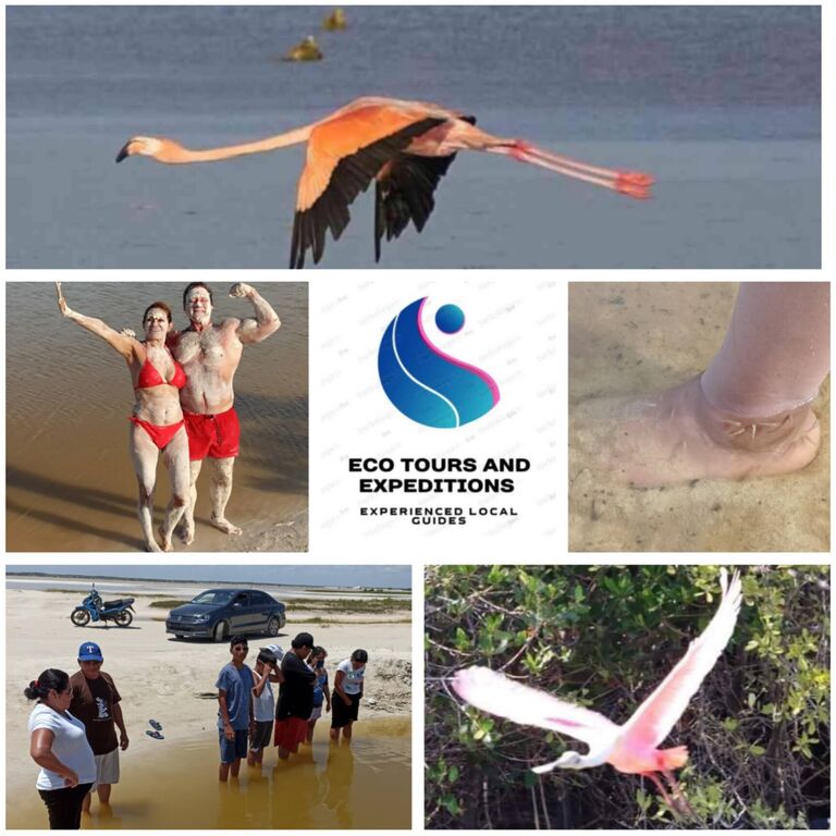Eco Tours and Services