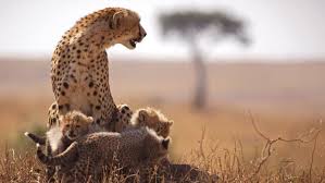 Exclusive Savannah Safaris-Kenya