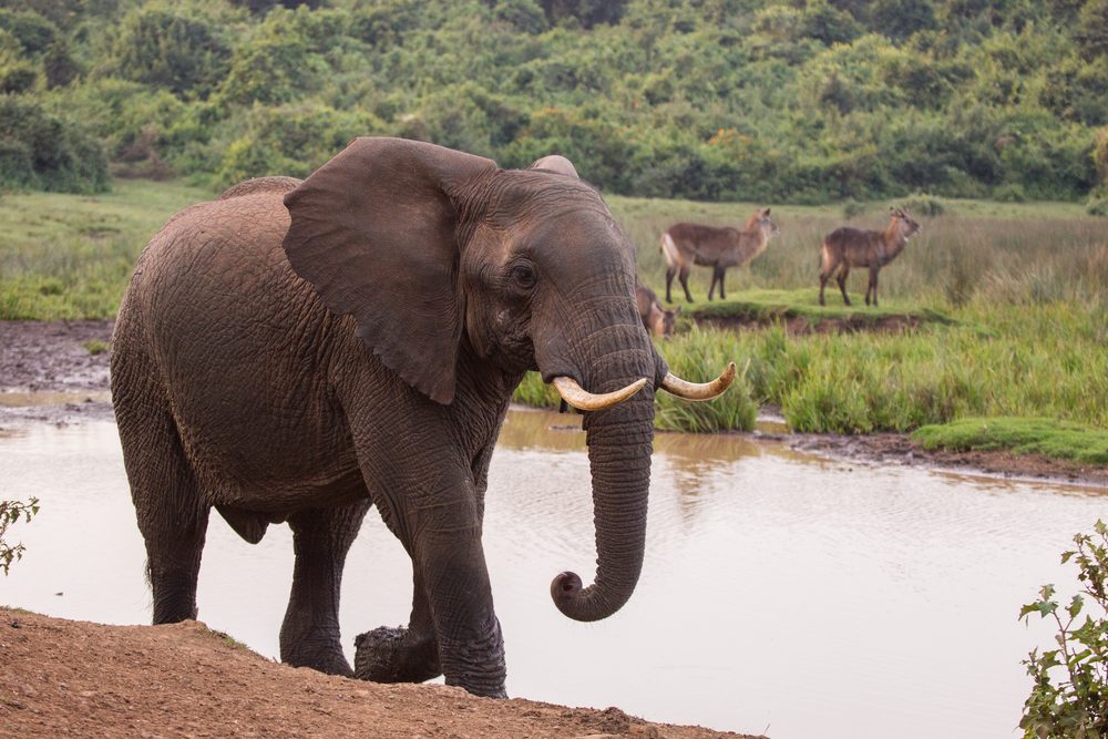 Exclusive Savannah Safaris-Kenya