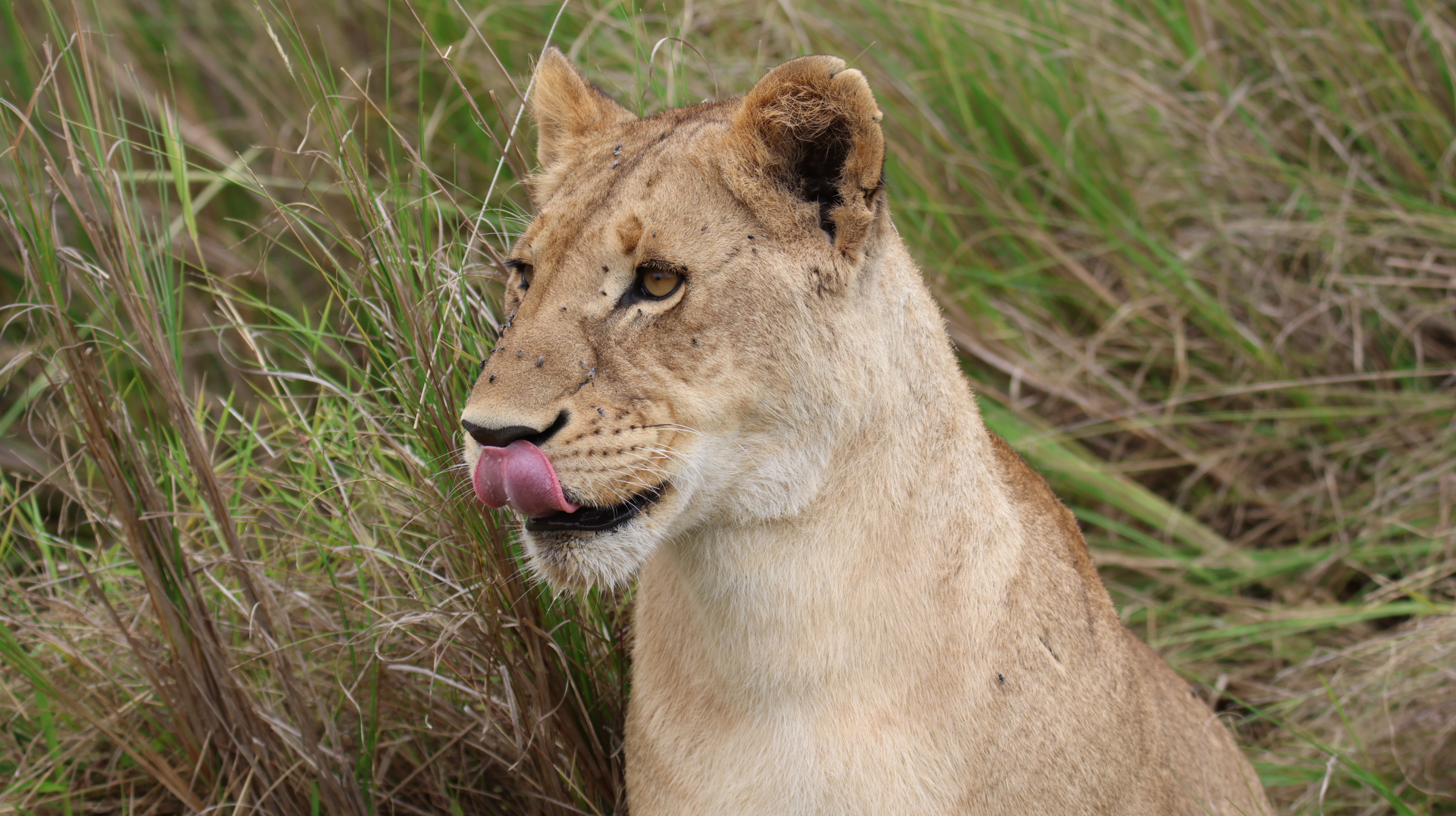 Exclusive Savannah Safaris-Kenya
