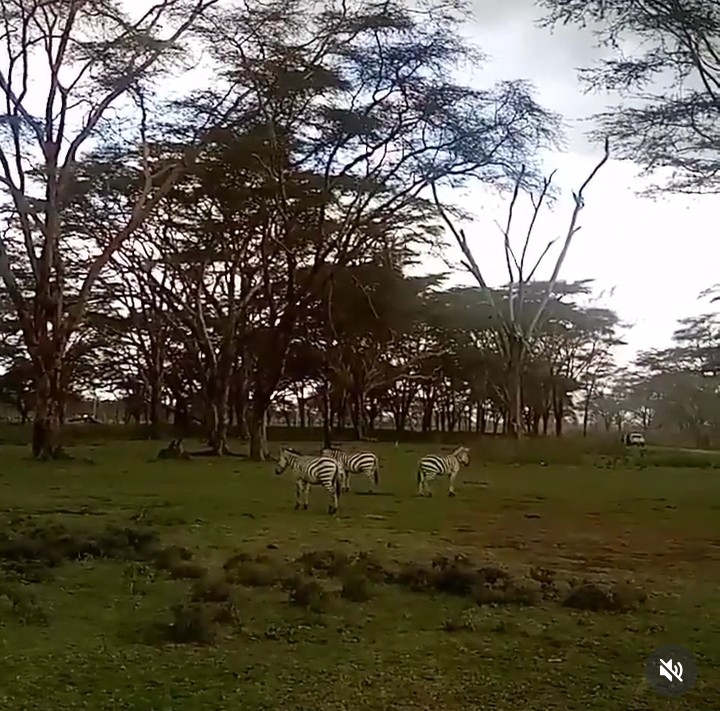 Victoria wanjiru maina