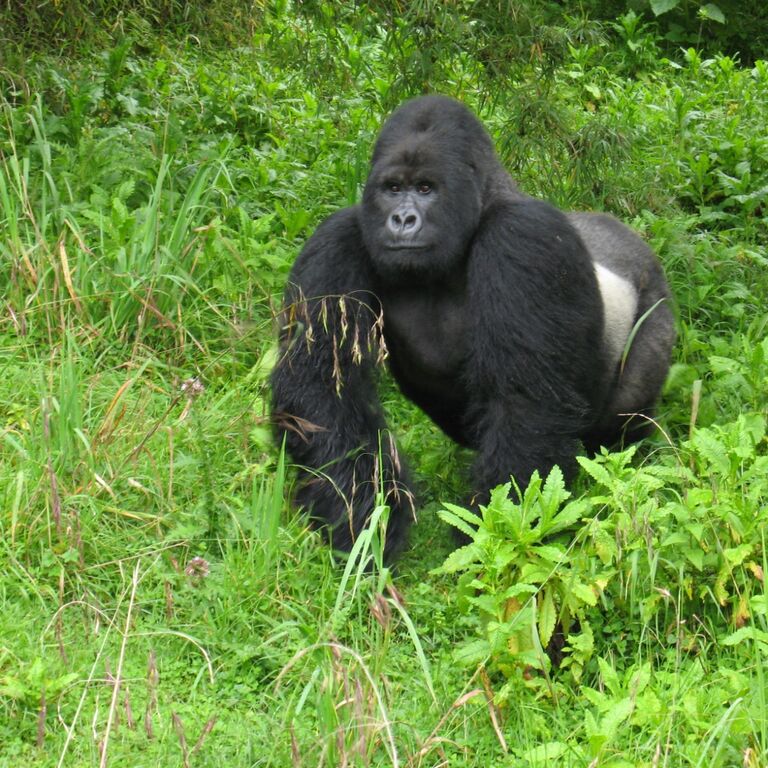 Virunga Ecotours