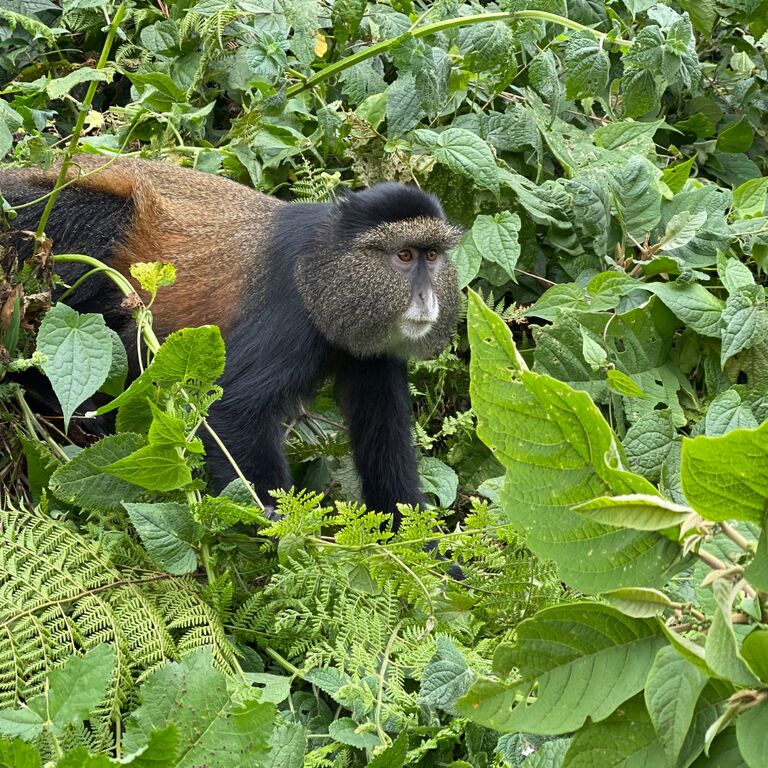 Virunga Ecotours