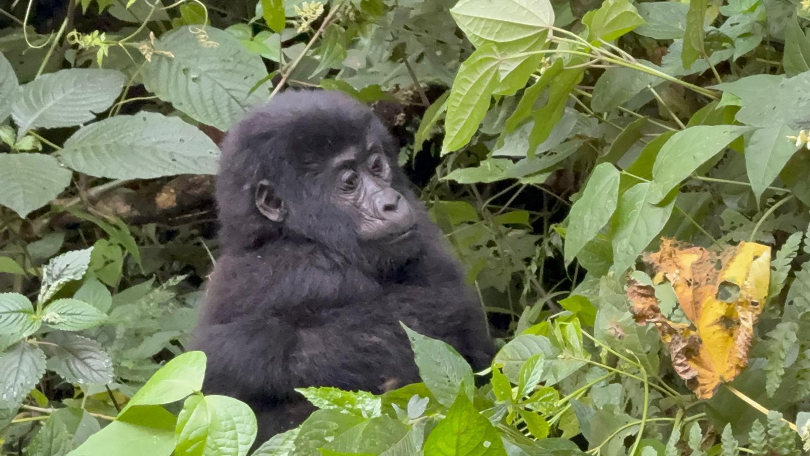 The shuttle Hospitality