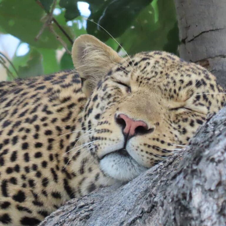 Wayei Safaris