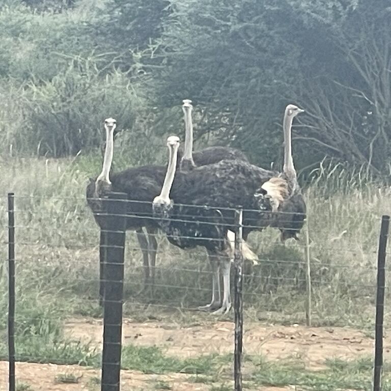 Kavana Tours Namibia cc