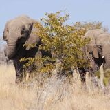 Kavana Tours Namibia cc