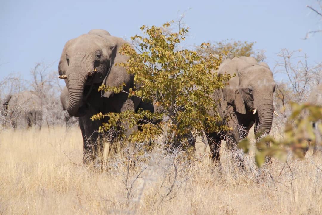 Kavana Tours Namibia cc