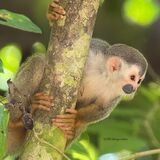 Official Guide Costa Rica