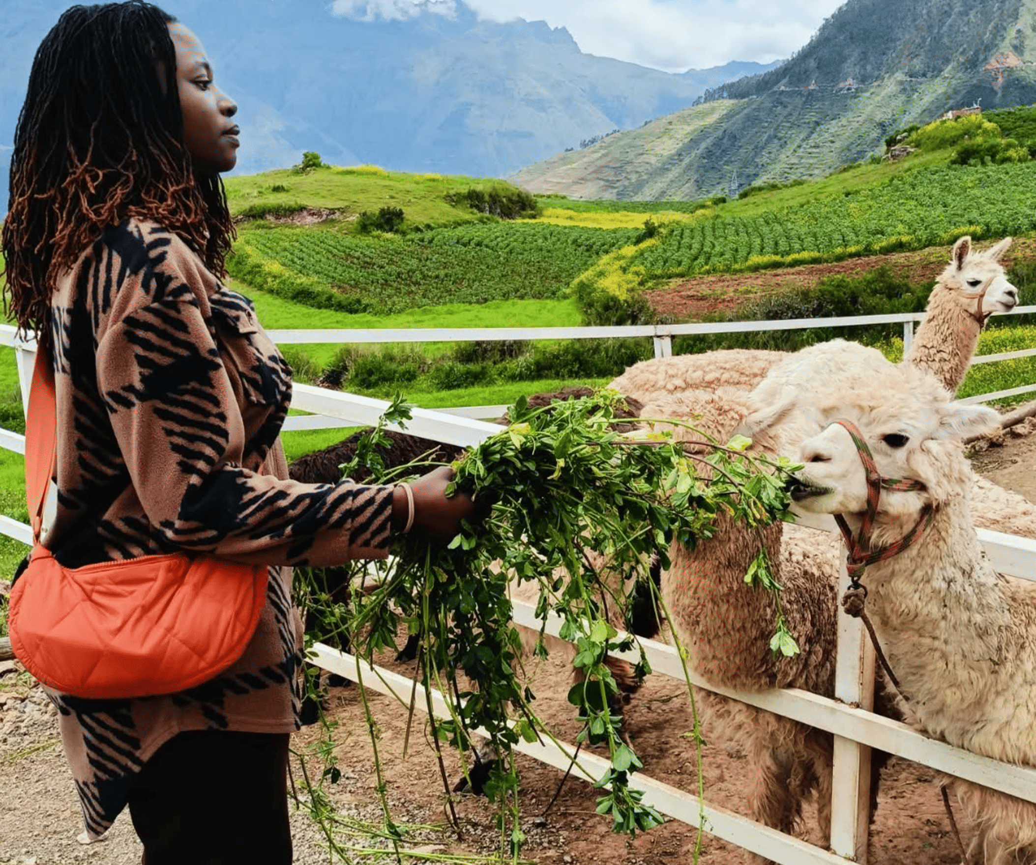 The Llama & Alpaca Experience