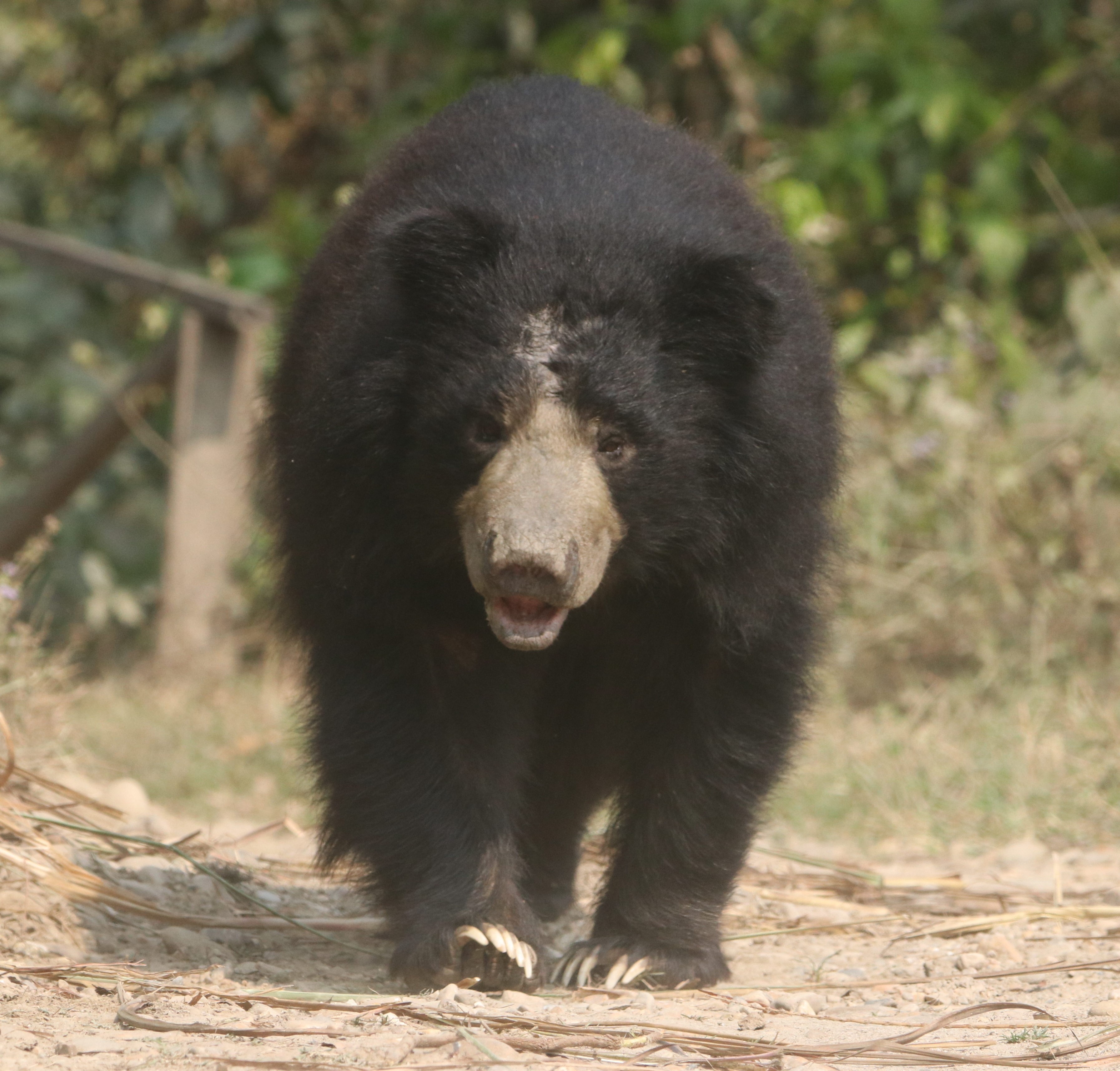 Lemon Tree Adventure Nepal