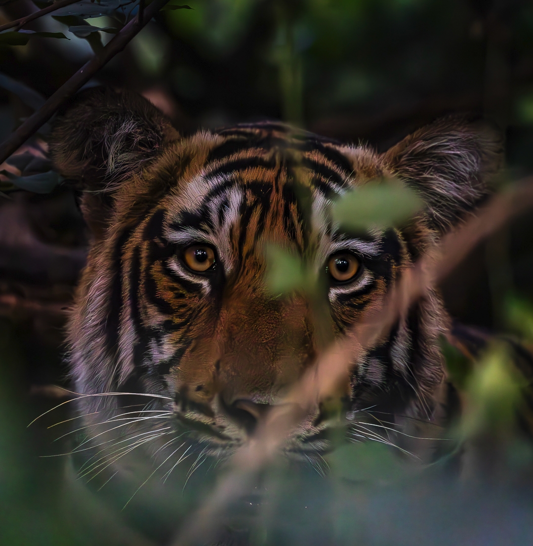 Ranthambore Tickets & Packages