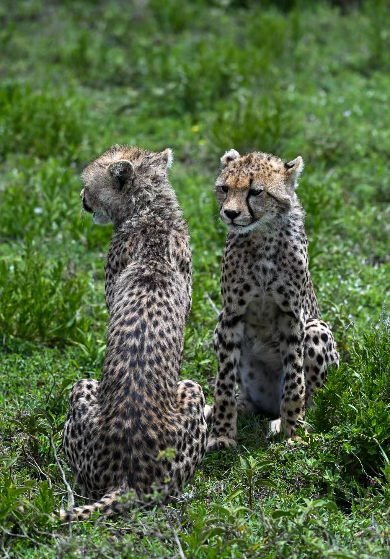 Lappet Faced Safaris