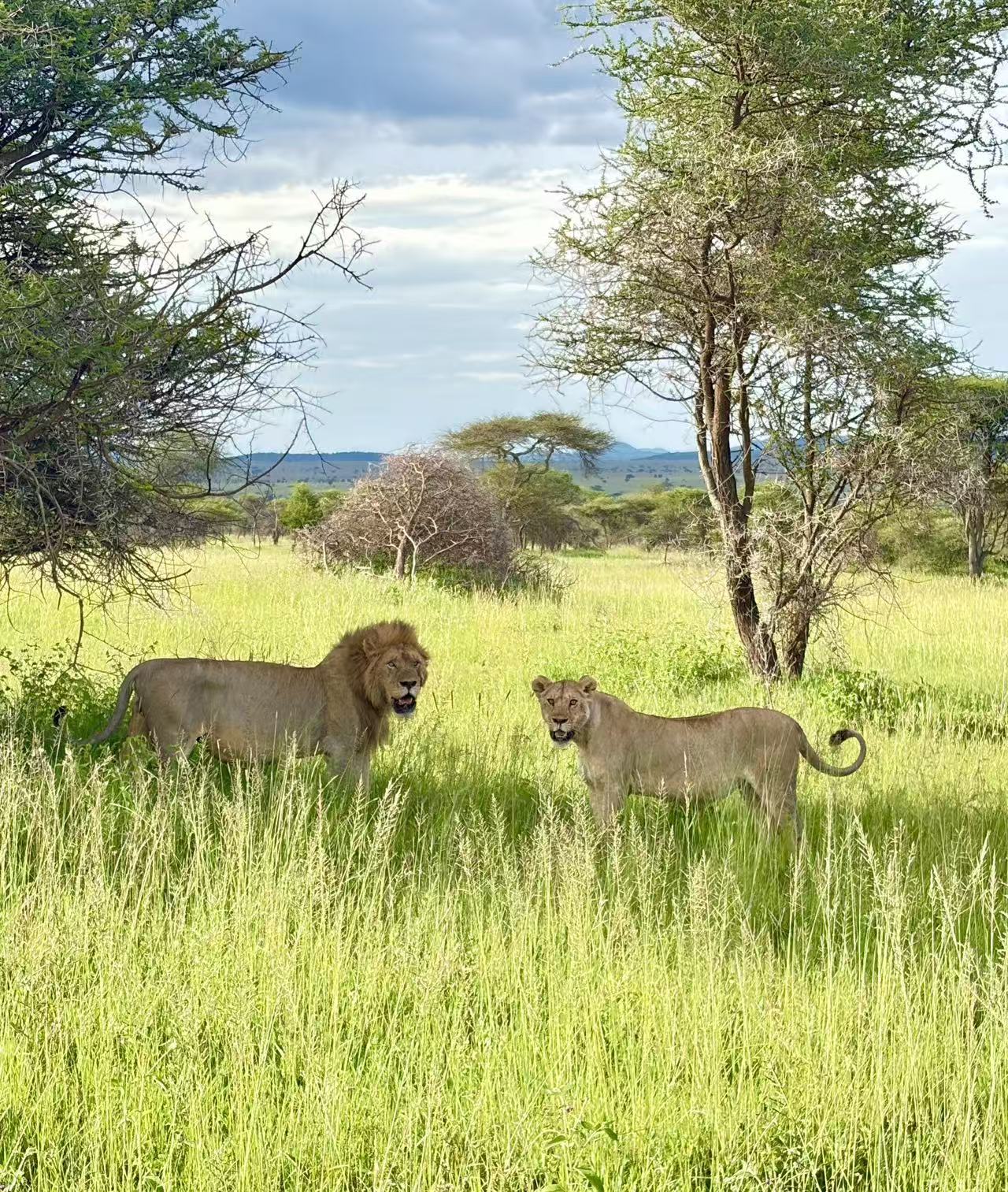 Lappet Faced Safaris