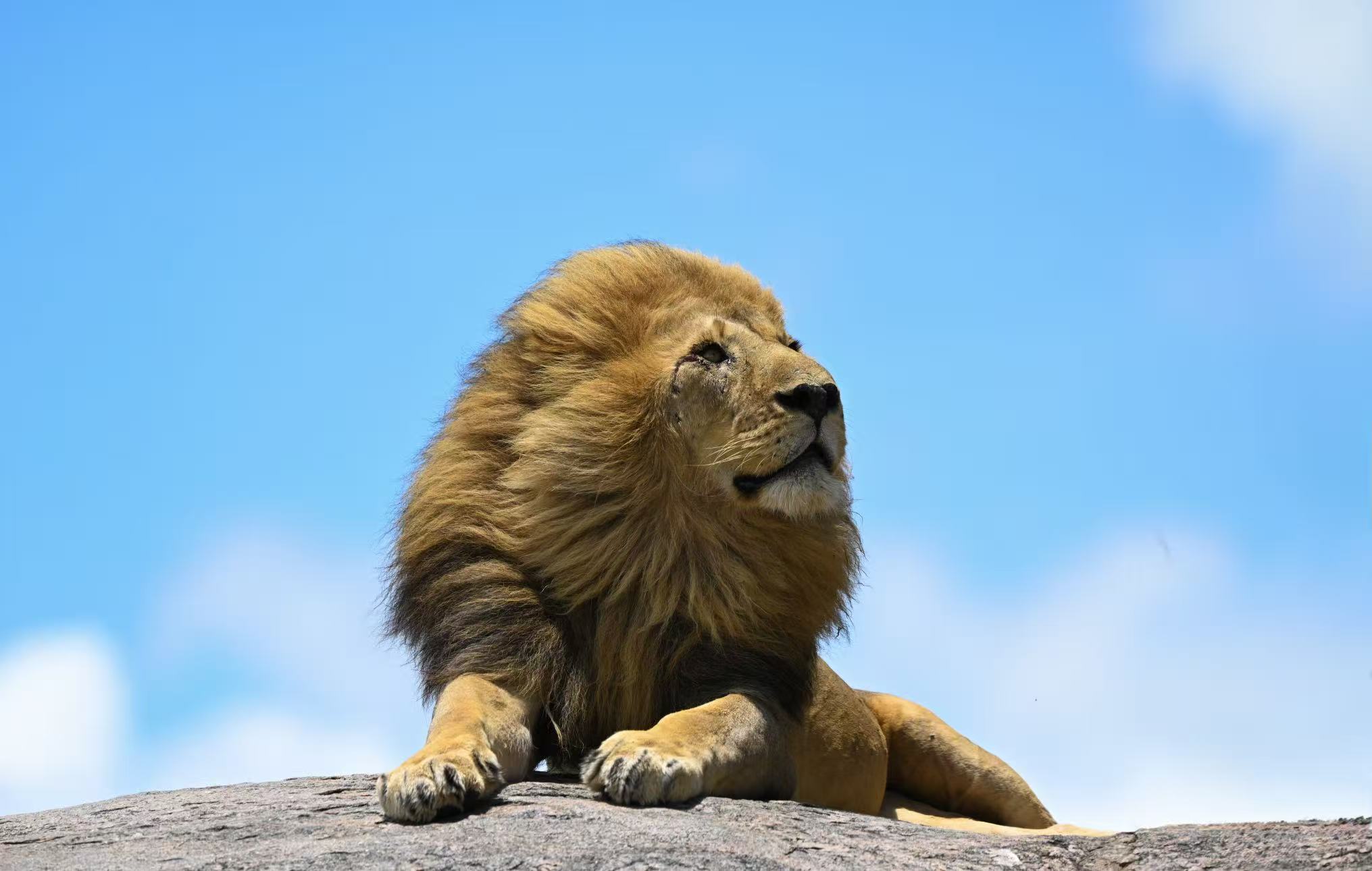 Lappet Faced Safaris