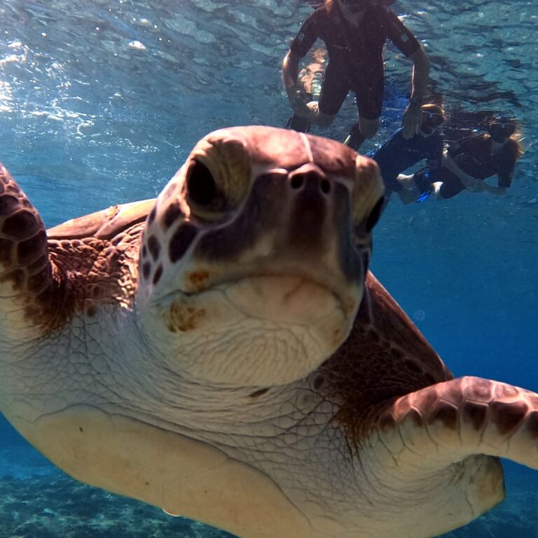 Ocean view diving