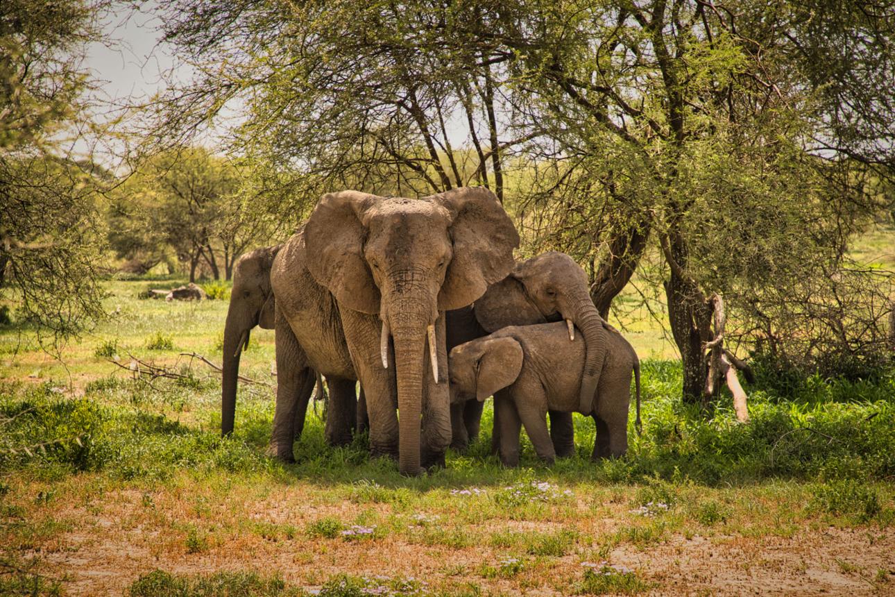 Safari Climb
