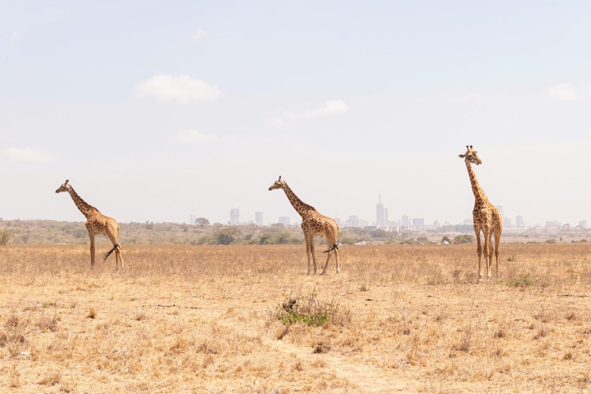 TerraQuest Safaris