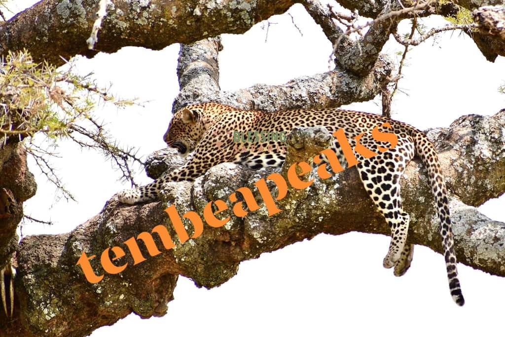 3 DAYS/ 2 NIGHTS NGORONGORO