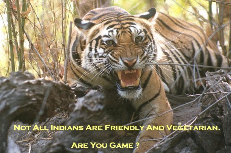 Indian Wildlife Adventures