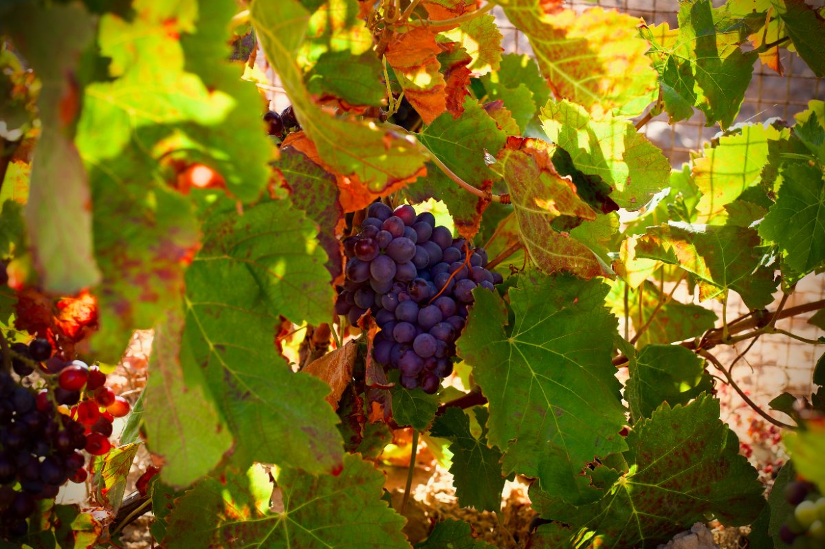 Bodegas Conatvs