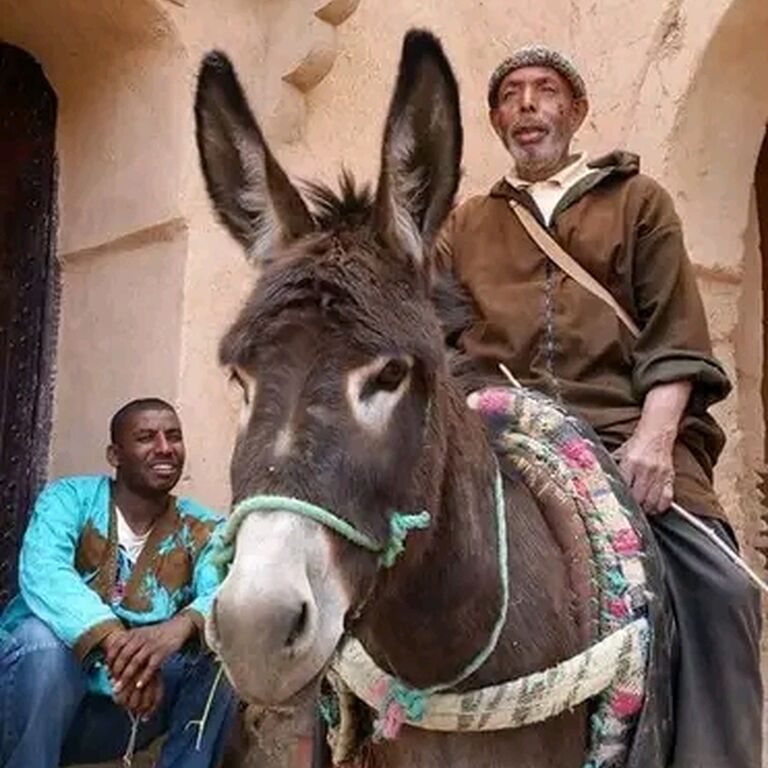 Tamnougalt Tours