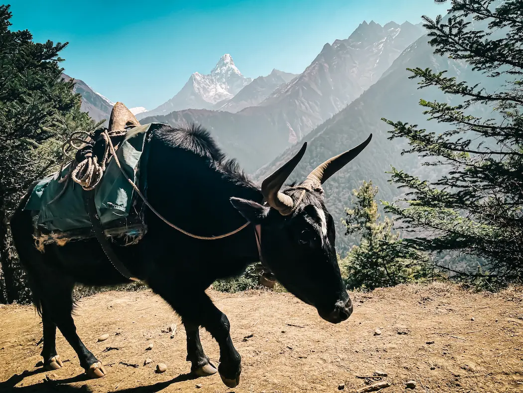 Mission Summit Treks And Expedition Pvt. Ltd