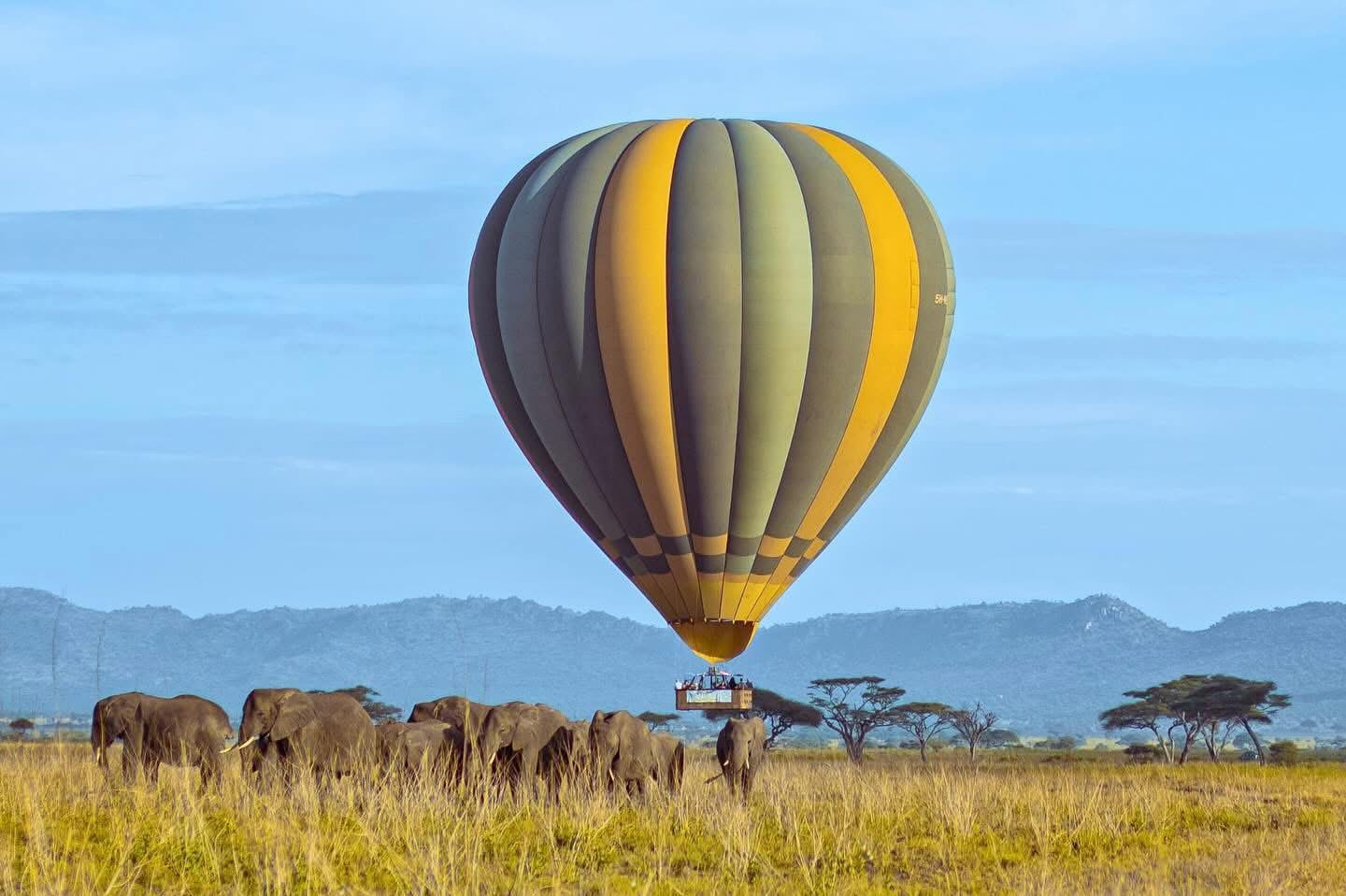 Sentio safari