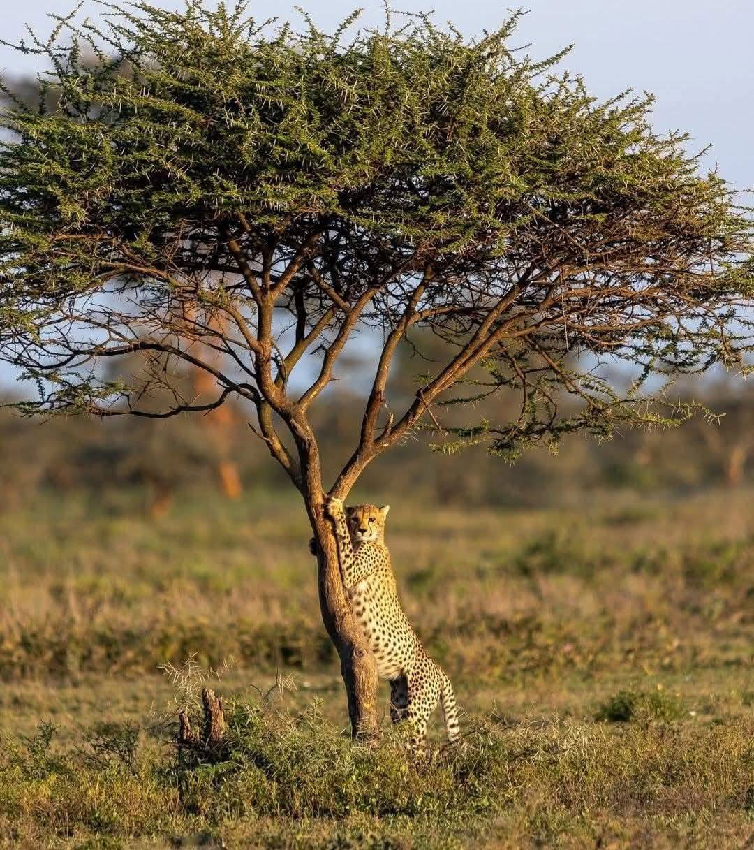 Sentio safari