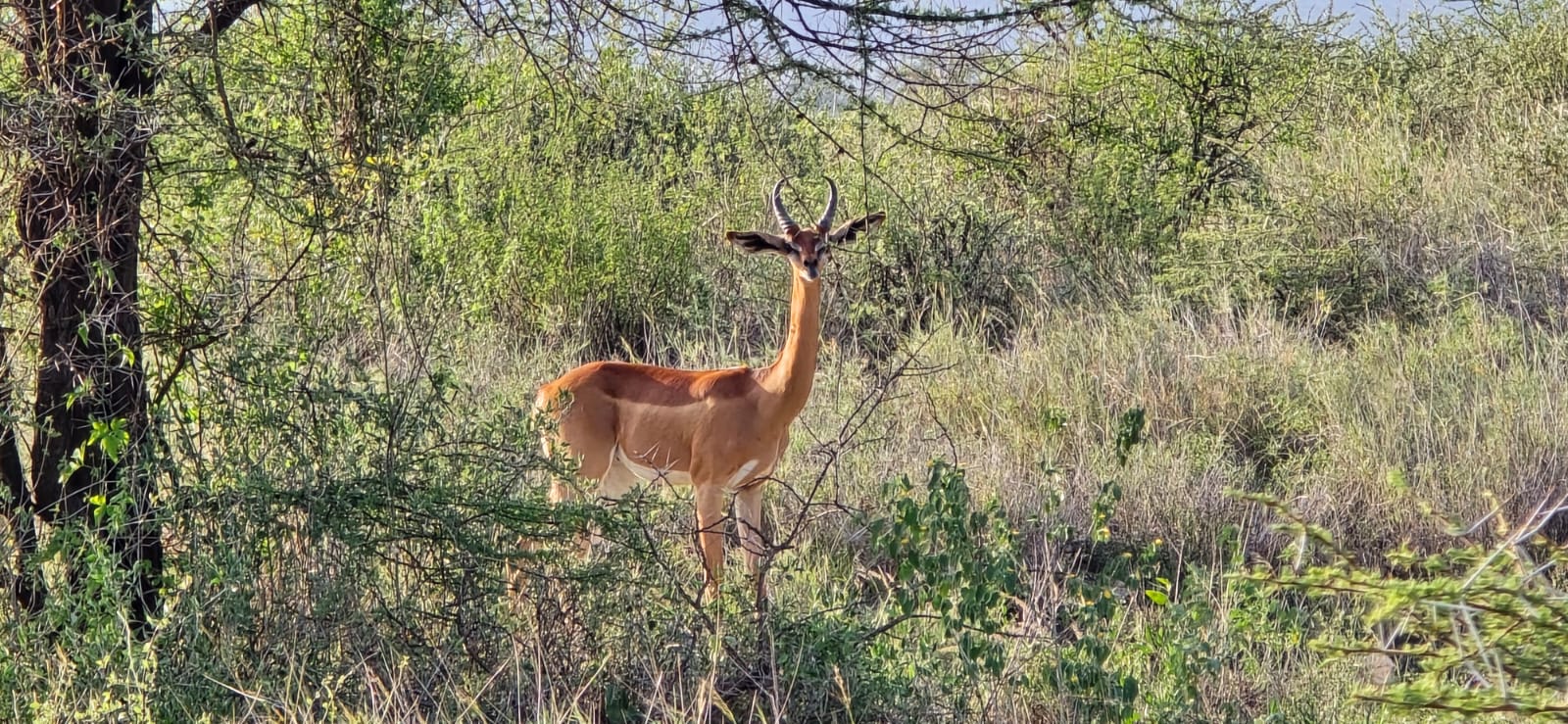 3 days Masai Mara Safari experience