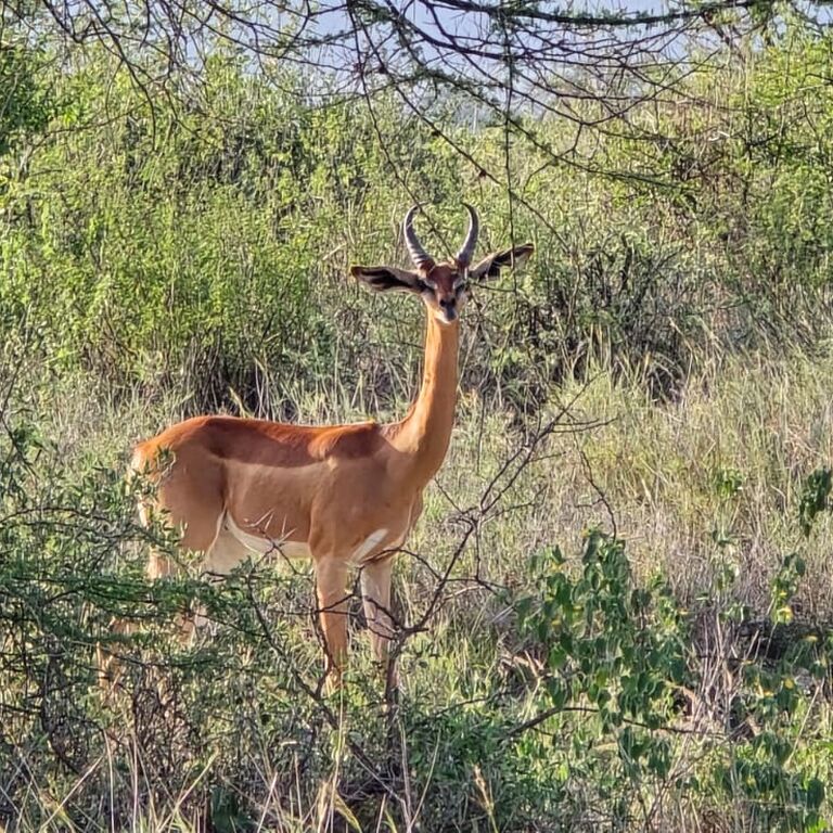 3 days Masai Mara Safari experience