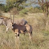 3 days Masai Mara Safari experience