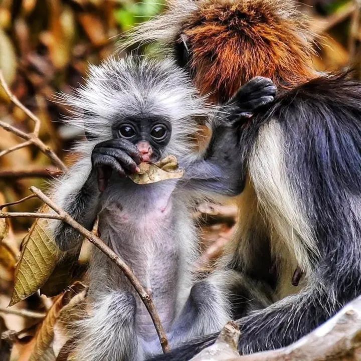 Eco & Culture Tours Zanzibar