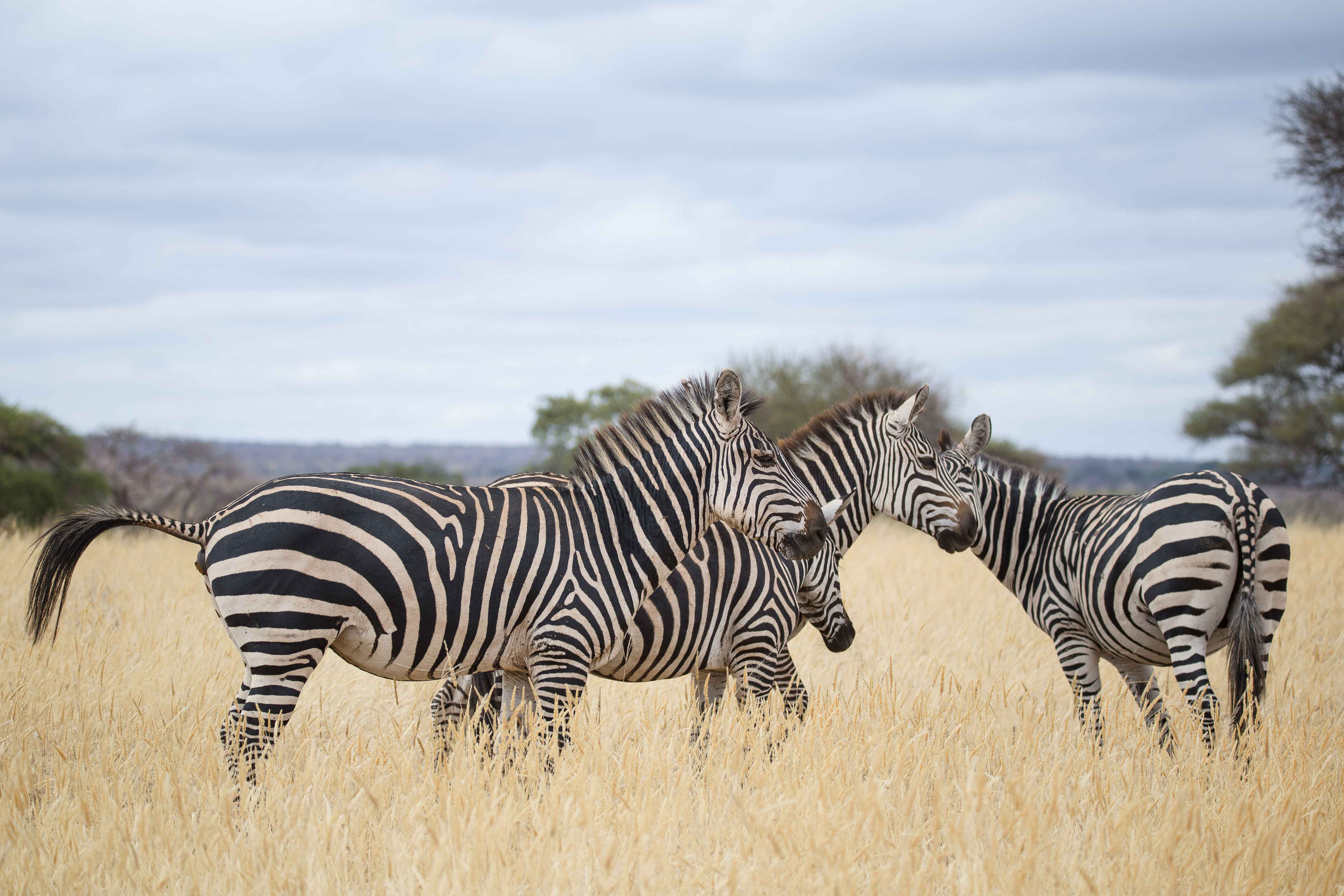 Migration Venture Africa