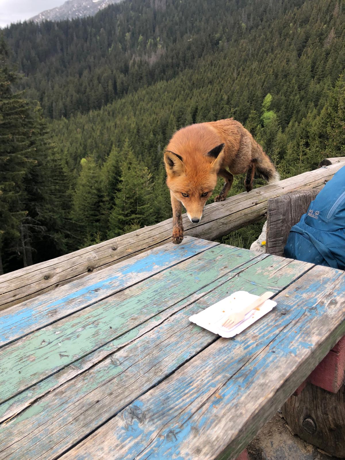 TRANSILVANIA E-BIKE ADVENTURES