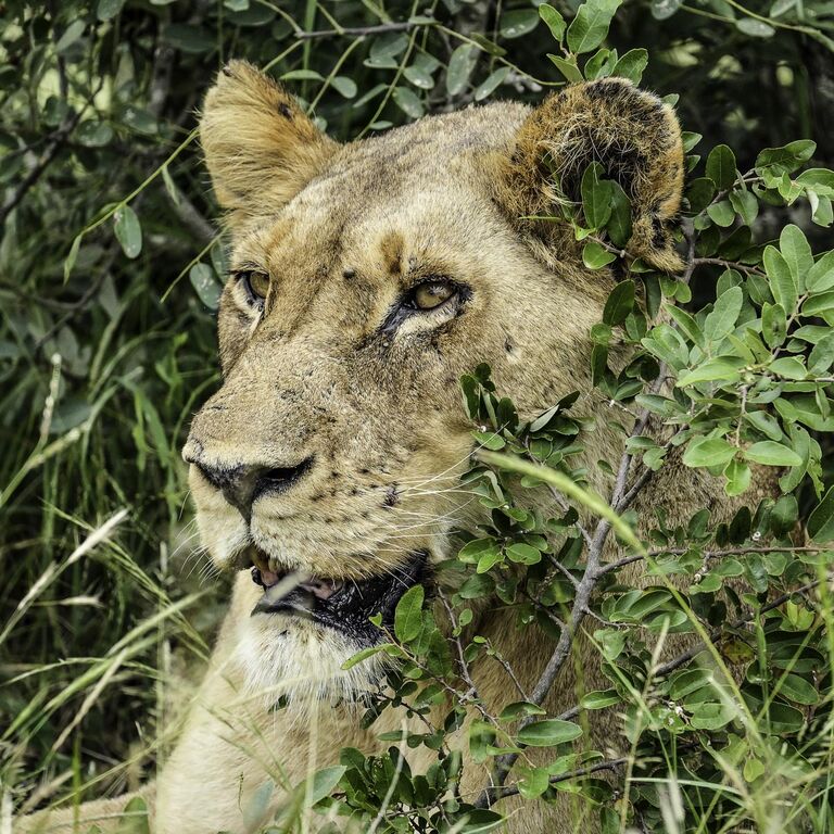 Wild Planet Safari